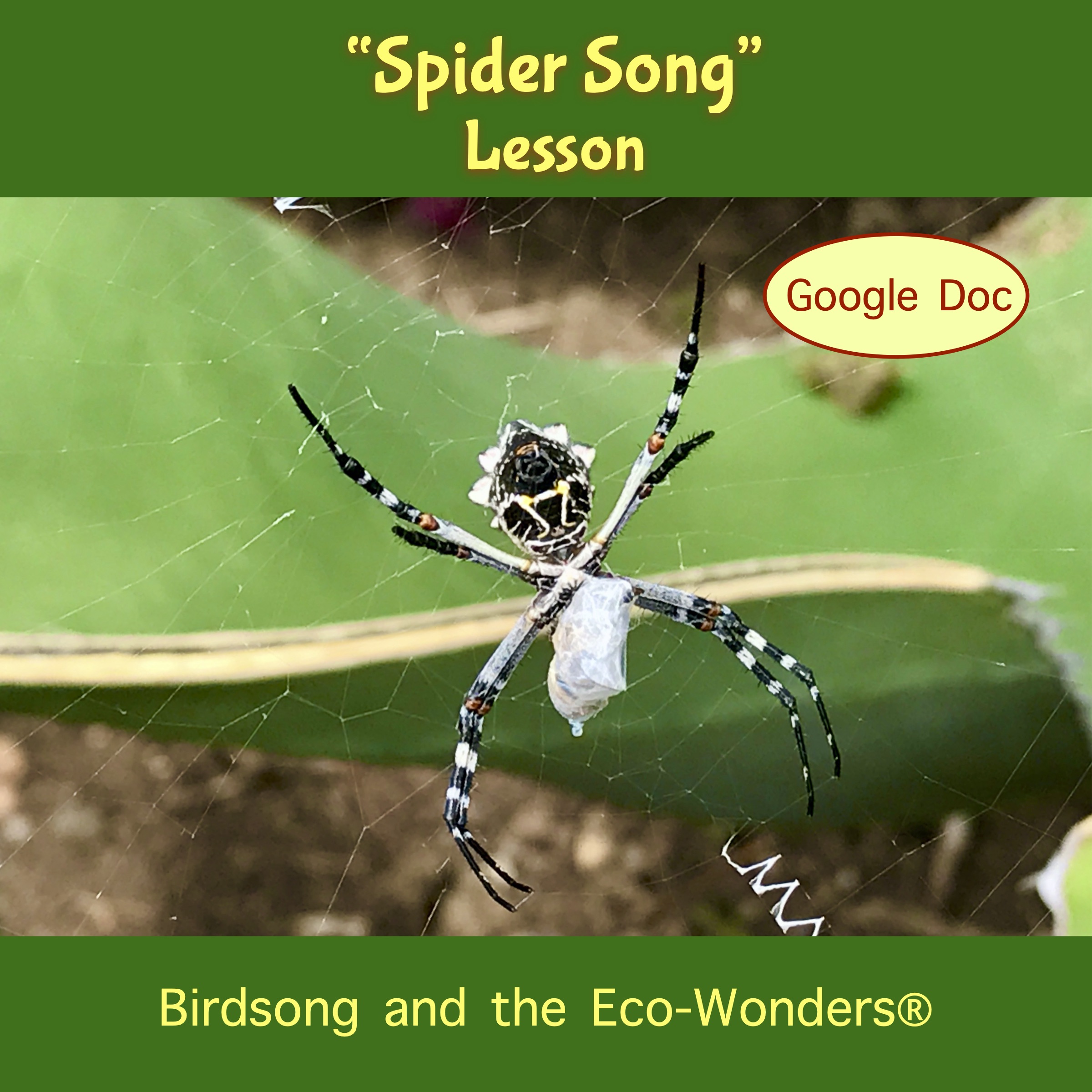 Spider Song (Lesson and Song Download) • Birdsong and the Eco